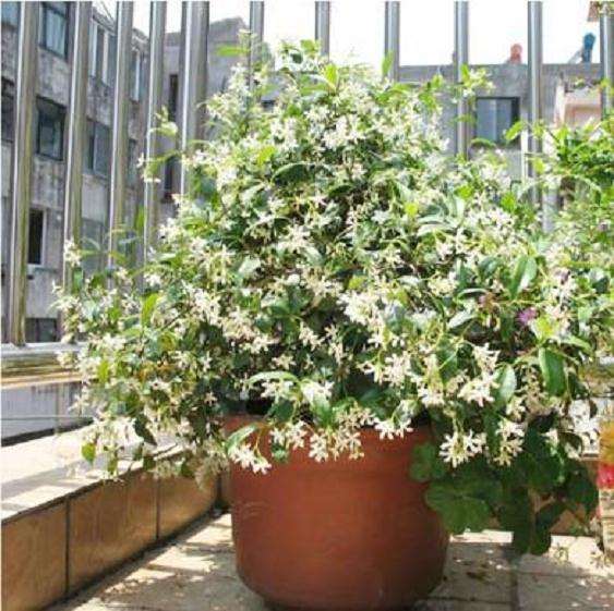 怎么做才能让盆栽茉莉花多开花?