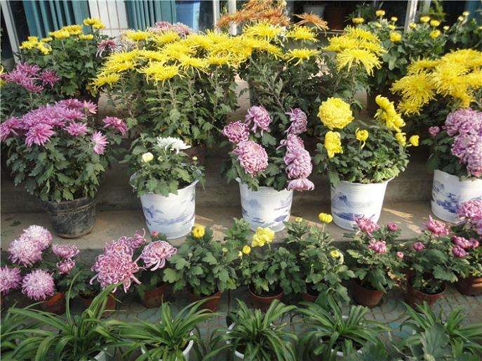使盆栽菊花在春节开花技术