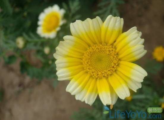 菊花盆栽的生长习性和怎么繁殖的方法