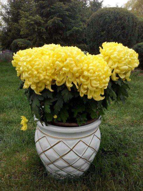 盆栽菊花的6个养护要点