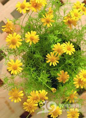 家中盆栽菊花可以入药吗