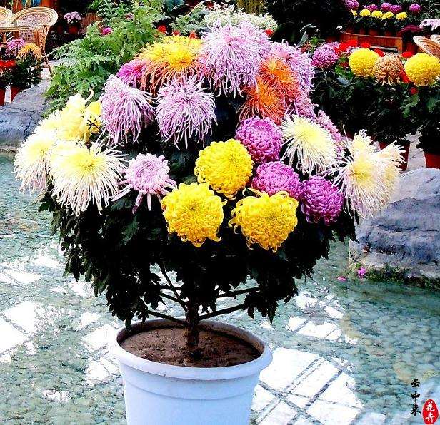 怎样矮化盆栽菊花?