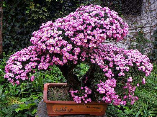 如何给盆栽菊花使用矮化剂?