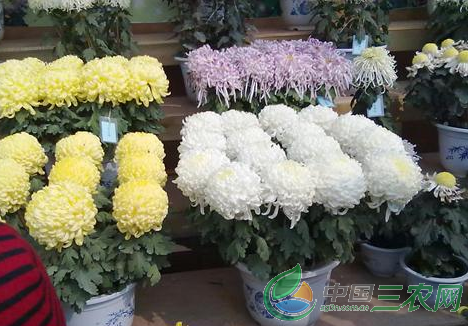 菊花盆栽的培育要领和养殖注意事项