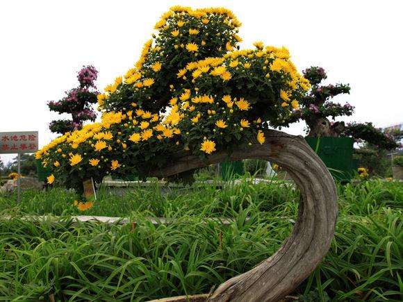 盆栽菊花夏秋养护五字诀