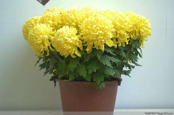 盆栽菊花的嫁接技术
