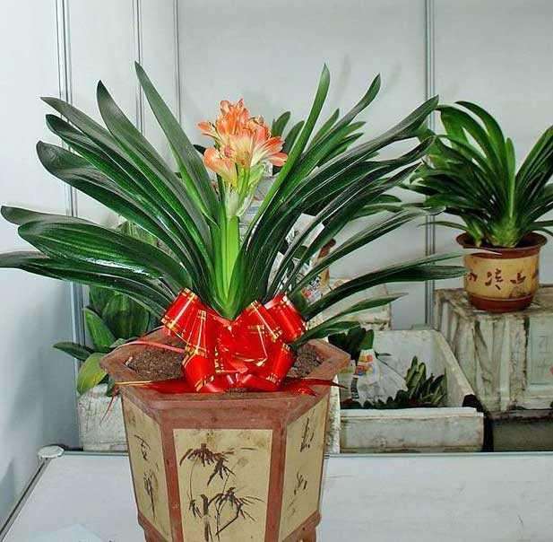 盆栽君子兰白绢病的防治