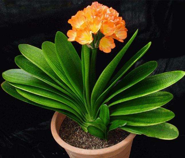 盆栽君子兰的冬季管理