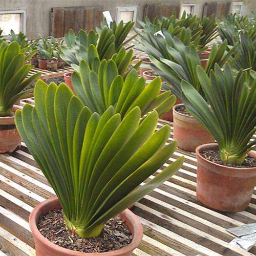 盆栽君子兰的软腐病的防治