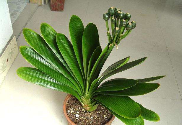 盆栽君子兰为什么会发生腐烂?怎样防治?