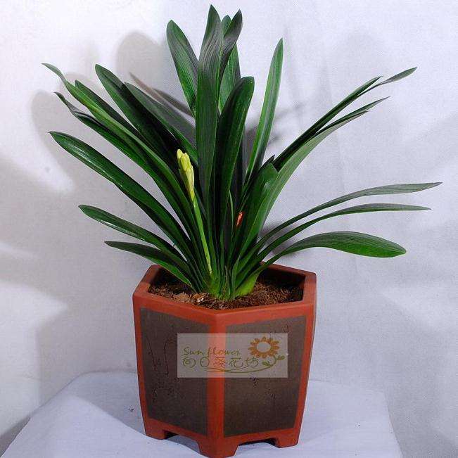 冬季需强管盆栽君子兰