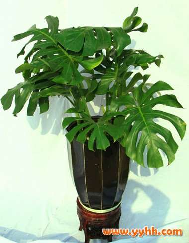 盆栽龟背竹的家庭养护管理