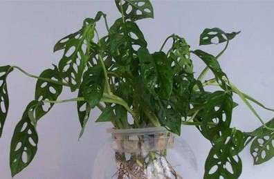 盆栽迷你龟背竹培育方法