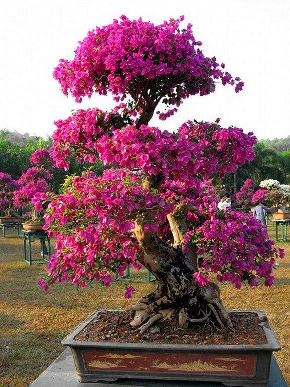 修剪对三角梅盆栽的重要性，许多花友都知道吧！