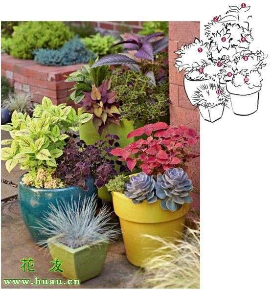 组合观叶植物盆栽要点(教你打造盆栽组合)