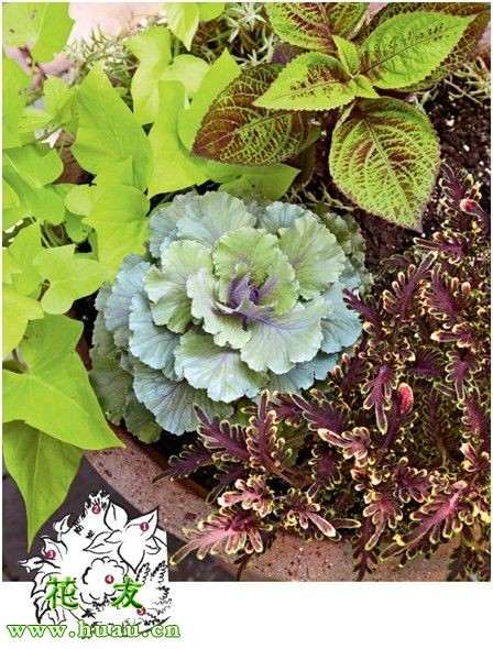 组合观叶植物怎么盆栽的11个要点