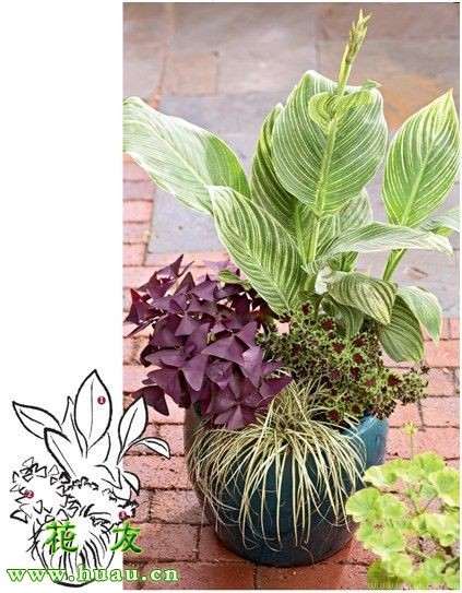 组合观叶植物怎么盆栽的11个要点