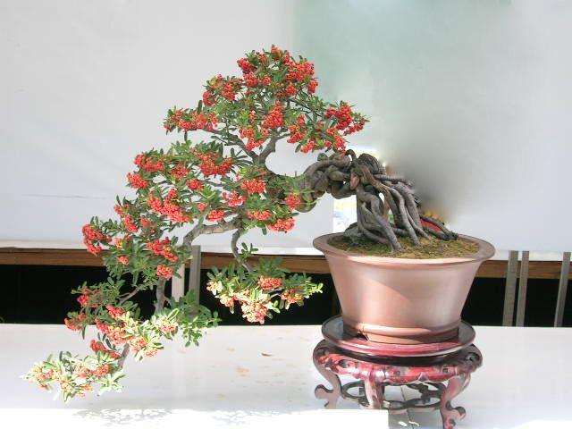 观叶观果品种火棘盆栽的方法