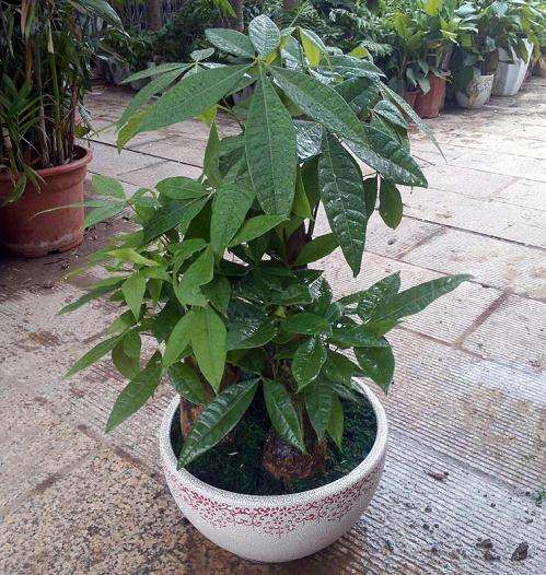 盆栽发财树上盆及换盆操作要点