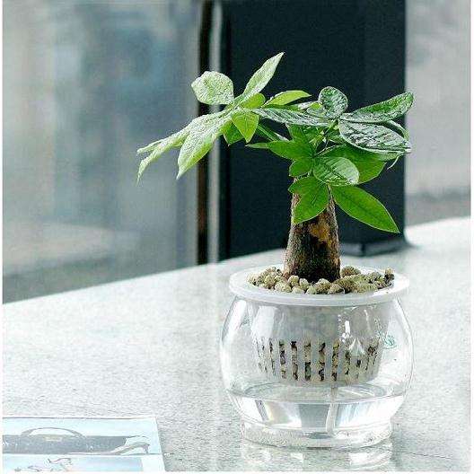 室内盆栽的优良品种——发财树