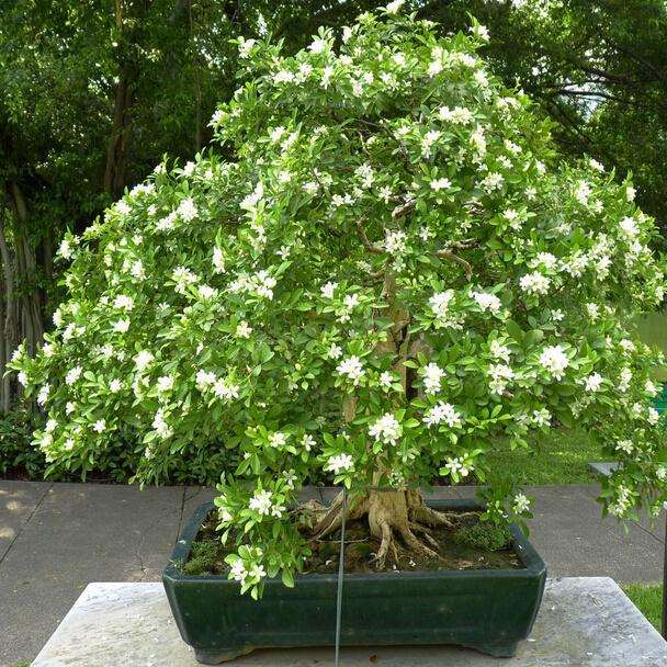 盆栽九里香需注意