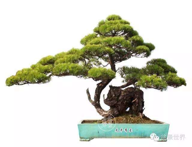 中国盆景艺术大师--彭盛材