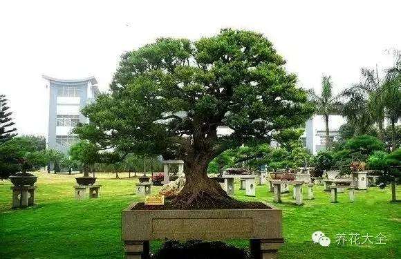 2001年曾以26万元购得黄杨盆景 近年就有人出价到800万