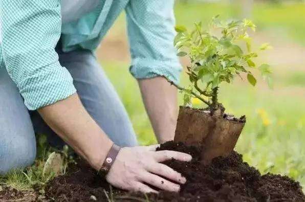 盆栽想要长得好 关键土得好