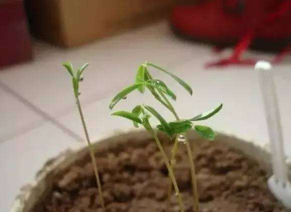 盆栽想要长得好 关键土得好