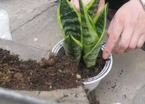 盆栽想要长得好 关键土得好