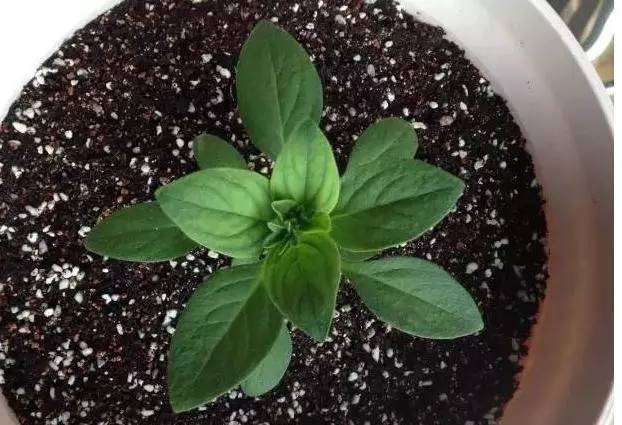 盆栽想要长得好 关键土得好