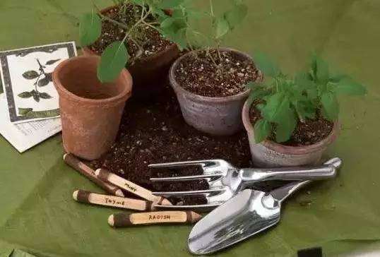 盆栽想要长得好 关键土得好