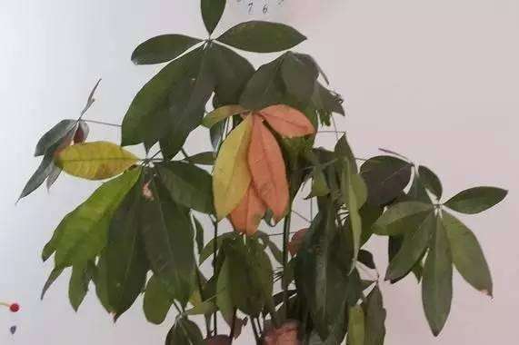 盆栽植物为什么频繁叶黄,养花的7个误区