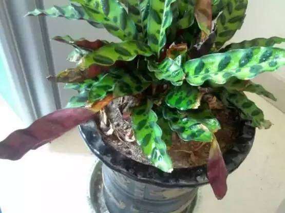 盆栽植物为什么频繁叶黄 养花的7个误区