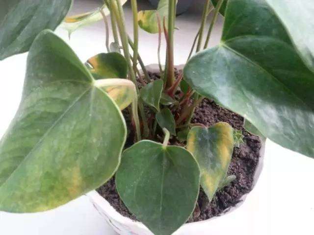 盆栽植物为什么频繁叶黄 养花的7个误区