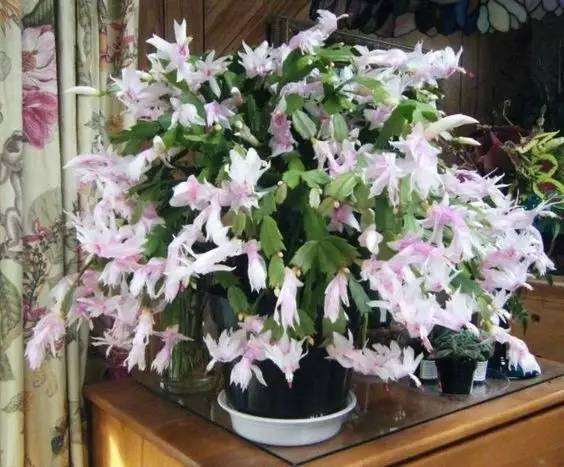 盆栽植物为什么频繁叶黄 养花的7个误区