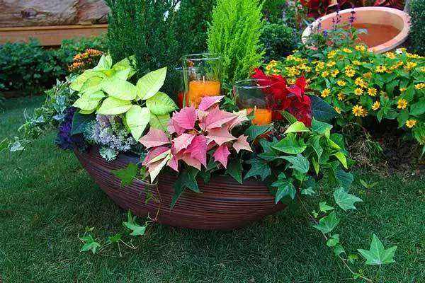 花卉组合盆栽DIY！