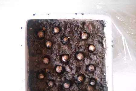 教你水果种子做盆栽,不仅好看还好吃!!!