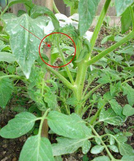 阳台上种番茄盆栽怎么才能结满果子