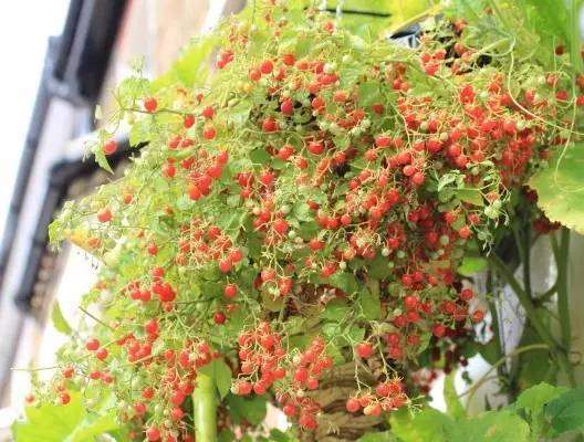 阳台上种番茄盆栽怎么才能结满果子