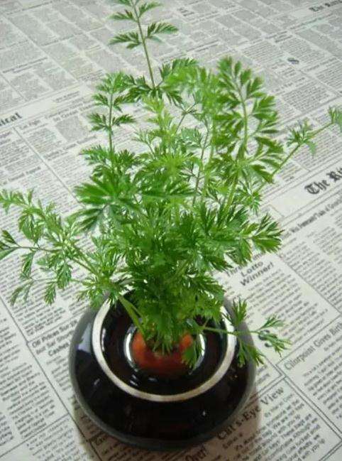 芋头盆栽的制作方法