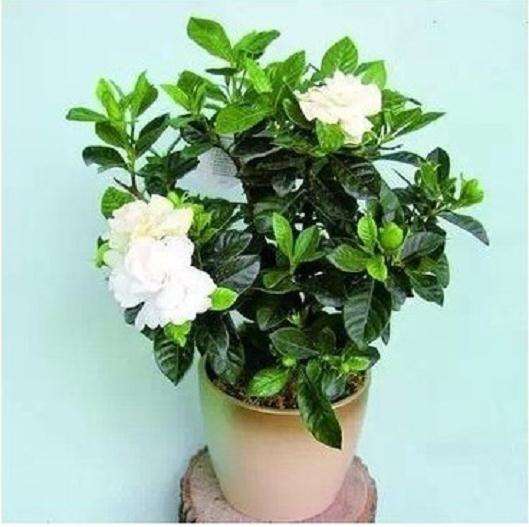 盆栽栀子花如何度过冬眠期？