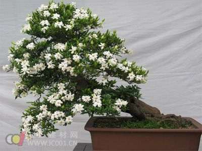 盆栽栀子花的养护方法