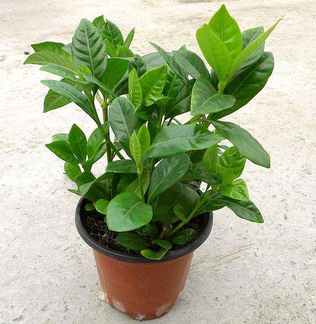 盆栽栀子花出现枝枯叶落的主要原因有6点