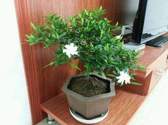 家里的盆栽栀子花怎么养？