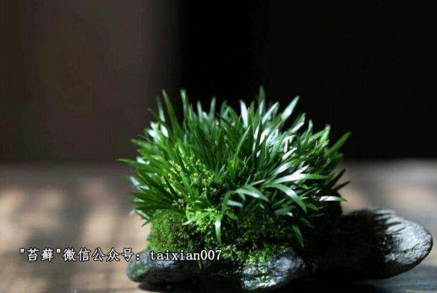 盆景爱好者新宠——— 菖蒲