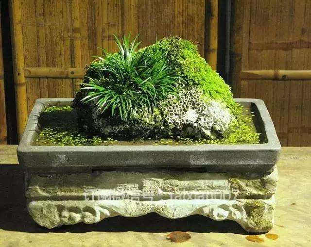 “无名小草”菖蒲 盆栽身价陡增