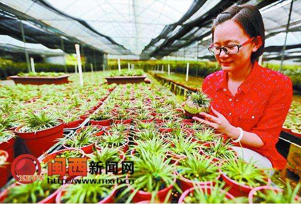 福建连城朋口镇盆栽菖蒲受消费者青睐