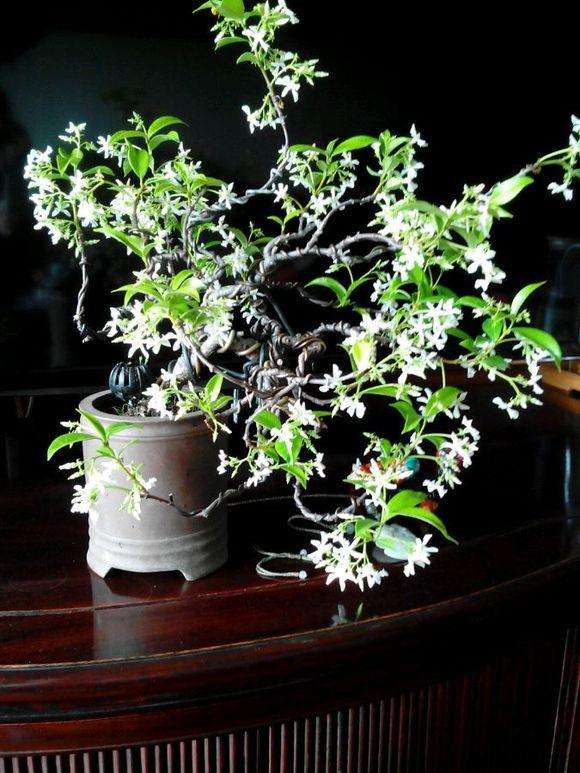 一株日本人没有抢到手的小叶络石盆景