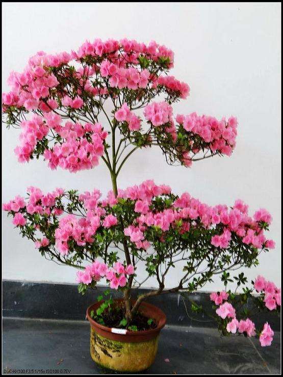 盆栽杜鹃度夏管理的技术